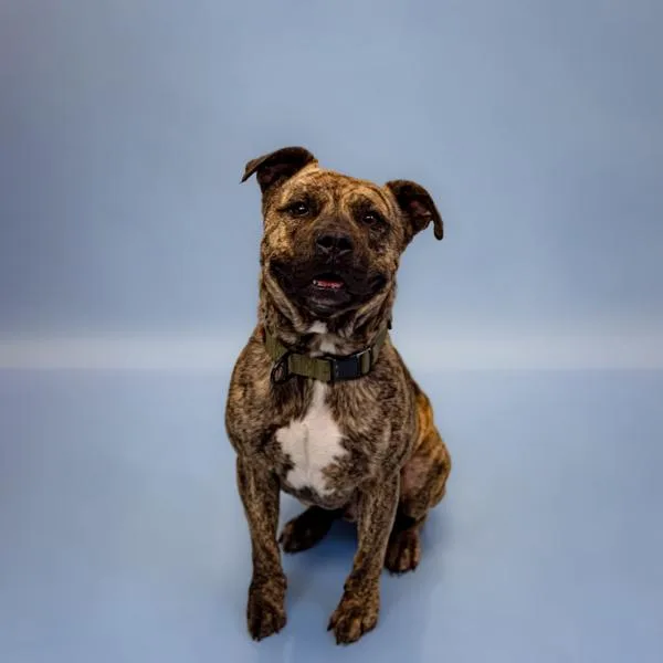 An adult medium-sized male Pit Bull Terrier dog named Nc Ace for adoption in Lawrenceville, GA