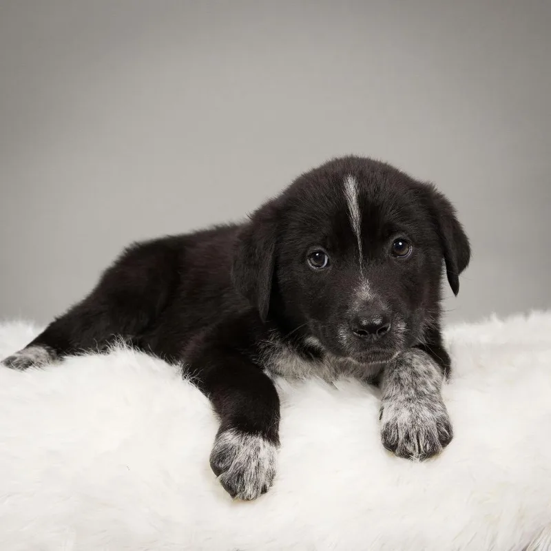 Belle Star thumbnail 2