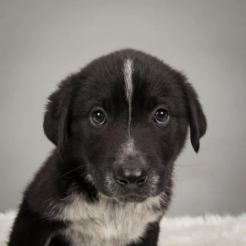 Belle Star thumbnail 3