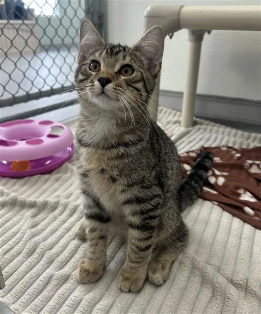 A baby small-sized male Domestic Short Hair cat named Hootin' for adoption in Geneva, IL