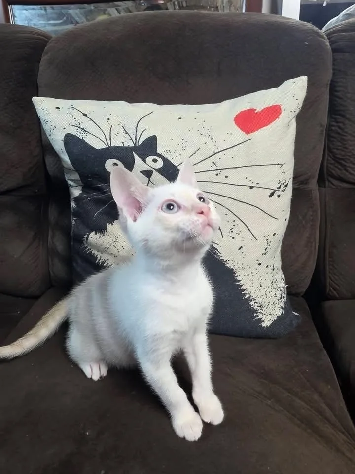 A baby small-sized male White American Shorthair cat named Benny Blanco for adoption in levittown, NY