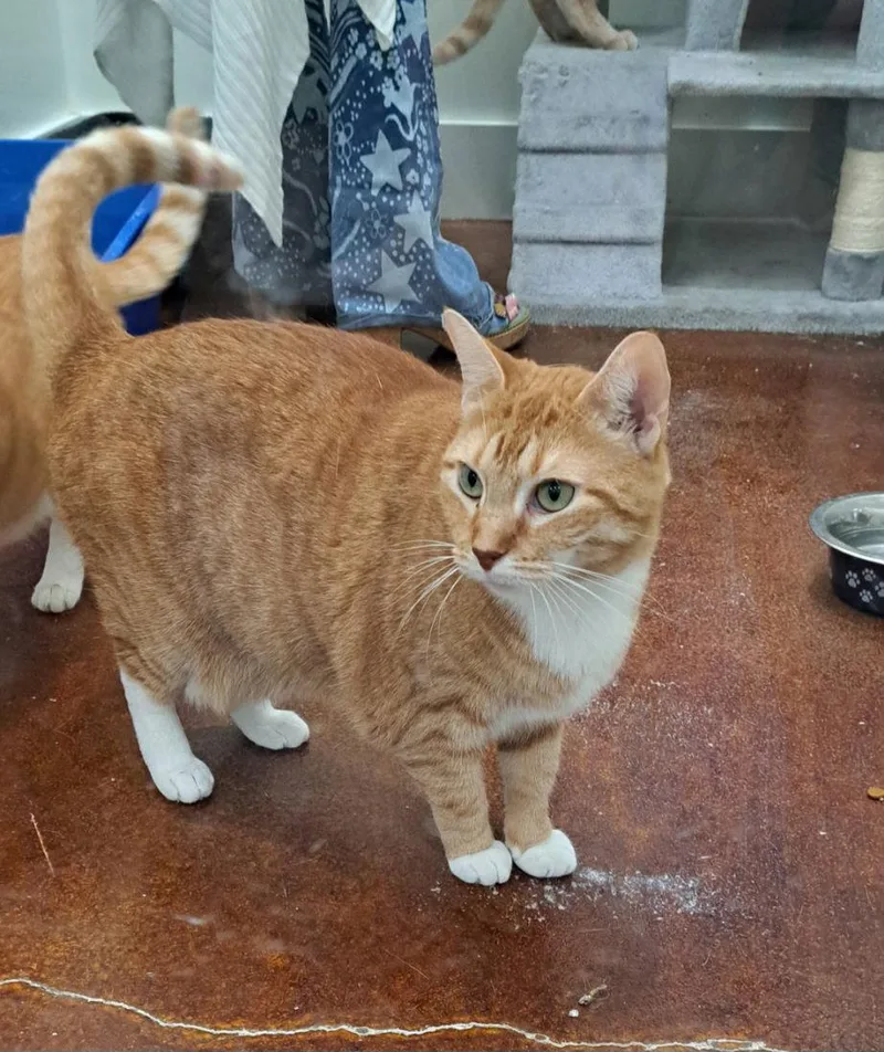 An adult medium-sized female Tuxedo cat named Evie for adoption in Magnolia Springs, AL