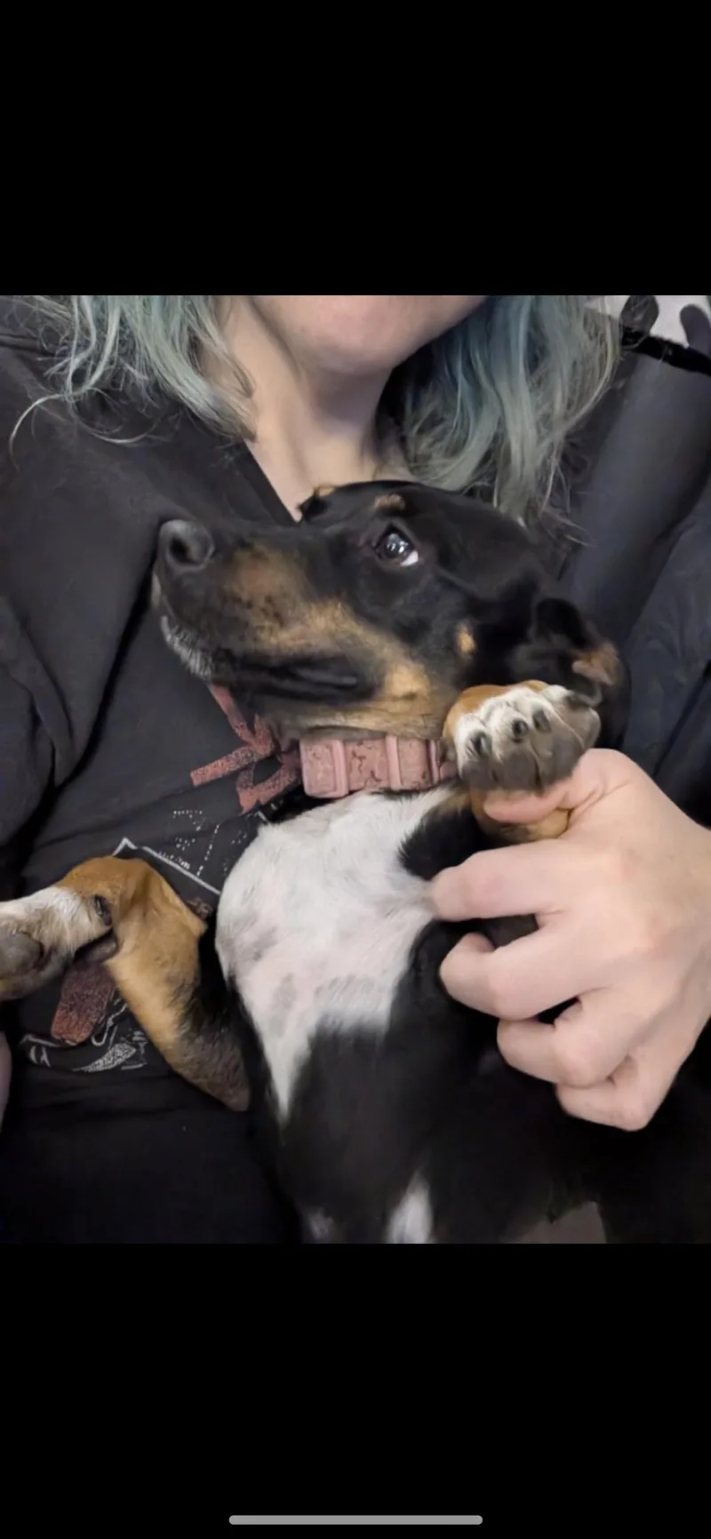 A young small-sized female Black Dachshund dog named Pepper for adoption in Hamden, CT