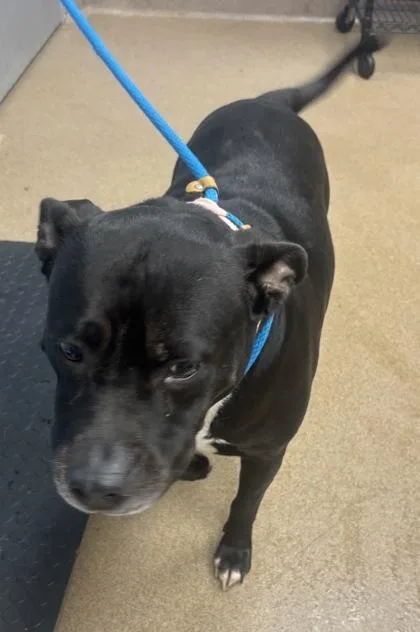 An adult large-sized female Mixed Breed dog named Annapolis for adoption in Chamblee, GA