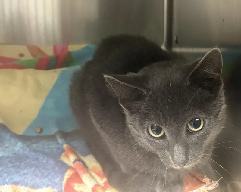 A young medium-sized male Domestic Short Hair cat named Dodger for adoption in Blue Springs, MO