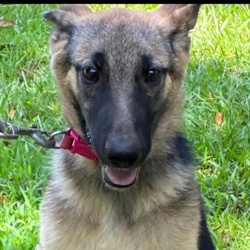 A young medium-sized female Yellow / Tan / Blond / Fawn German Shepherd Dog dog named Heidi for adoption in Alexandria, VA