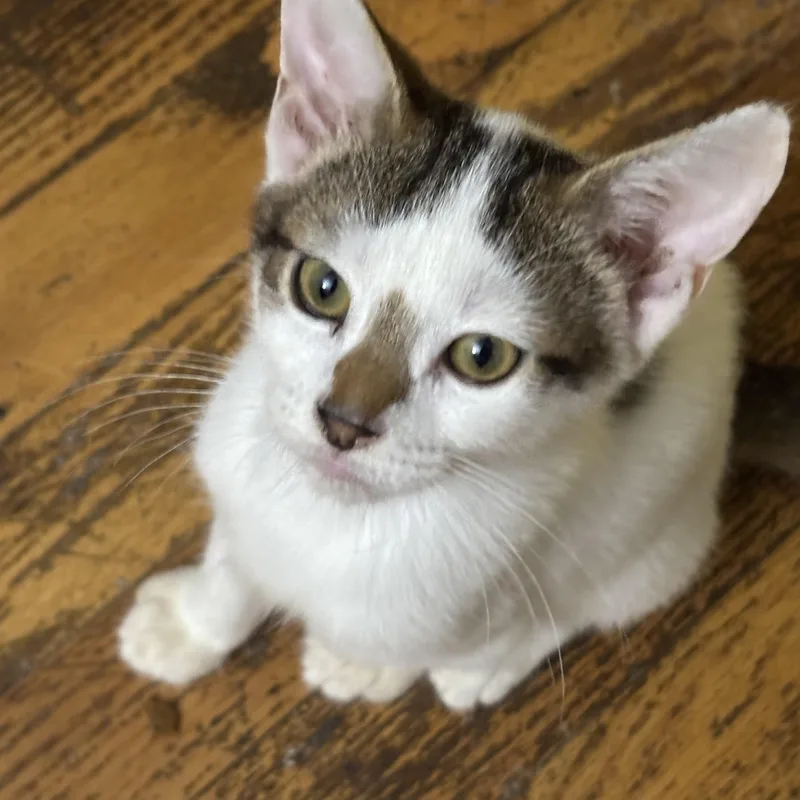A baby small-sized male Domestic Short Hair cat named Lane for adoption in Johnson City, TN