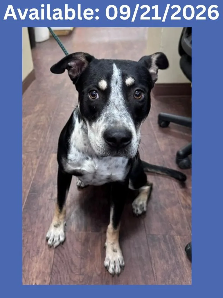 An adult medium-sized male Catahoula Leopard Dog dog named Dog Kennel for adoption in Greenville, TX