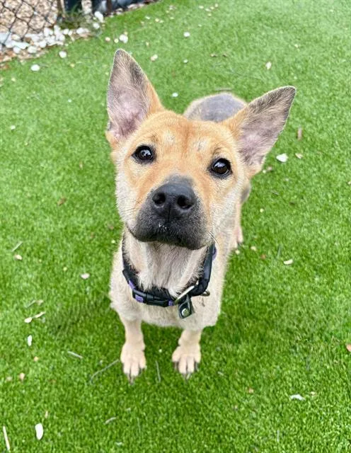 An adult medium-sized female Mixed Breed dog named Sophie Baek for adoption in Jacksonville, FL