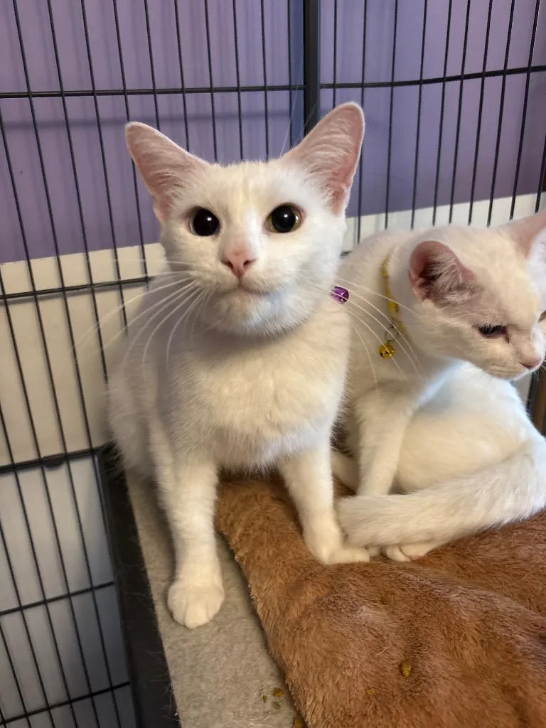 A young small-sized female American Shorthair cat named MAXON Purple for adoption in Hagaman, NY