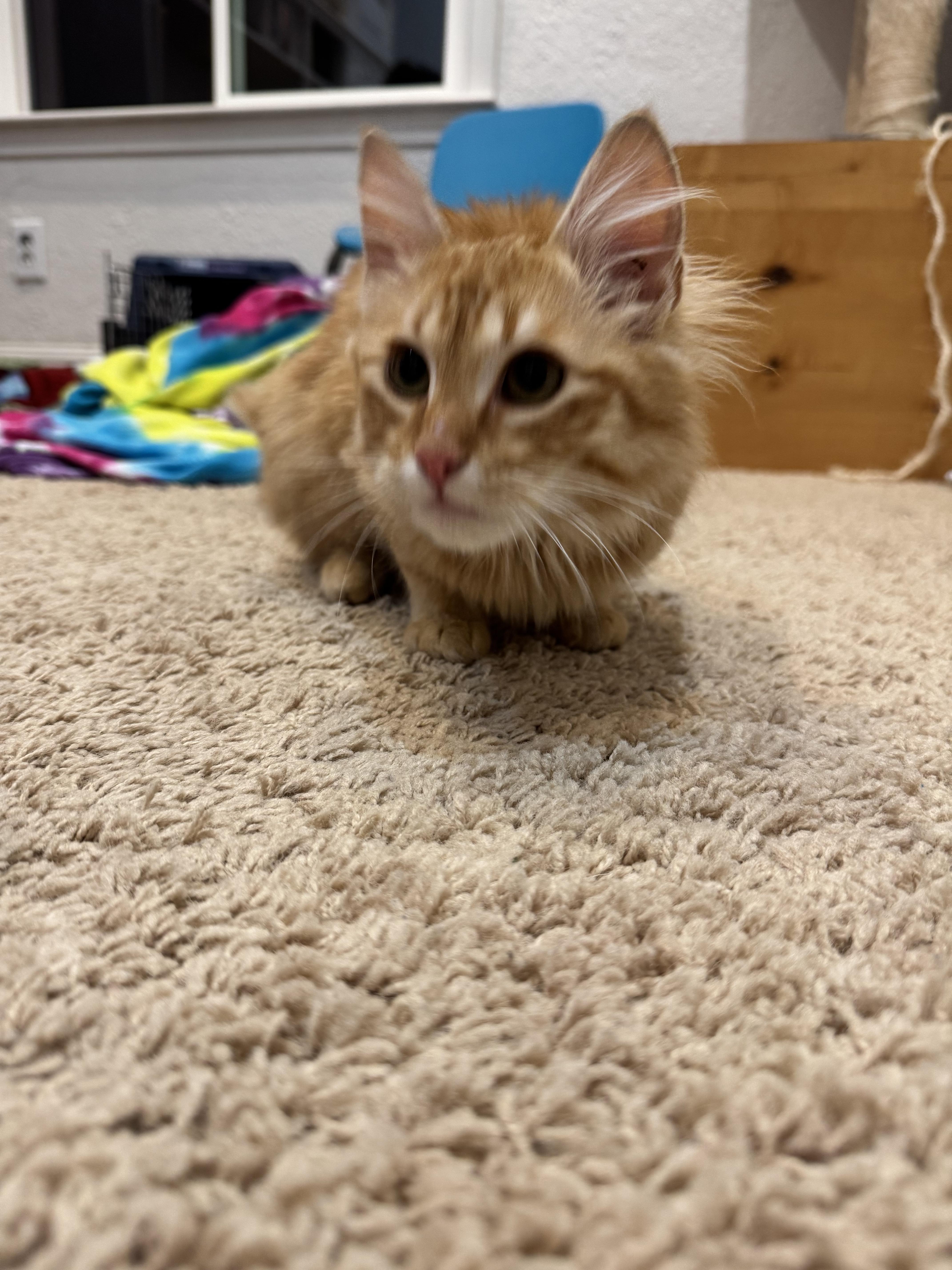Leo