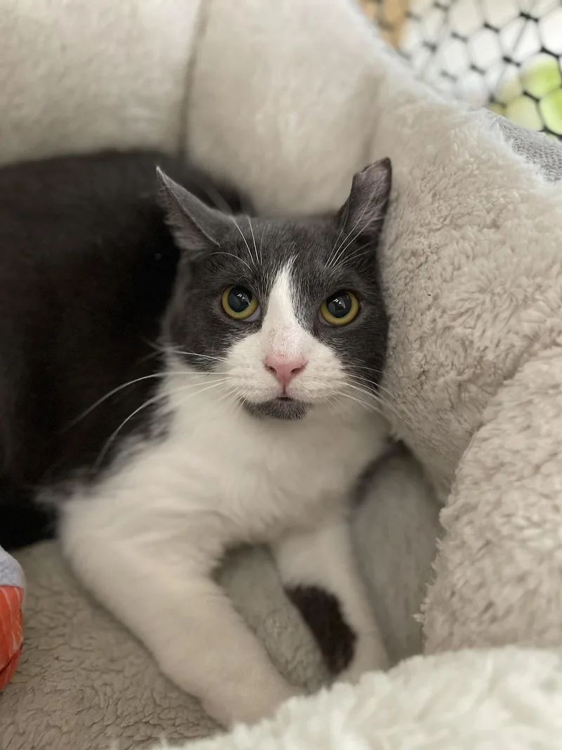 An adult medium-sized male Domestic Short Hair cat named Eric for adoption in Beacon, NY