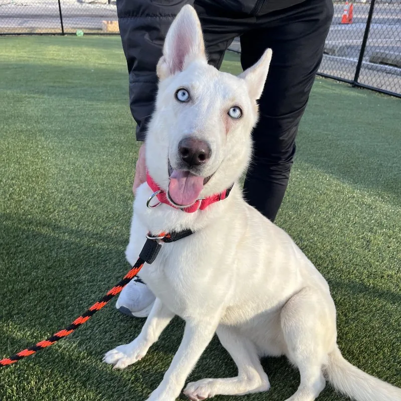 A young medium-sized female White / Cream Mixed Breed dog named Luna for adoption in Philadelphia, PA