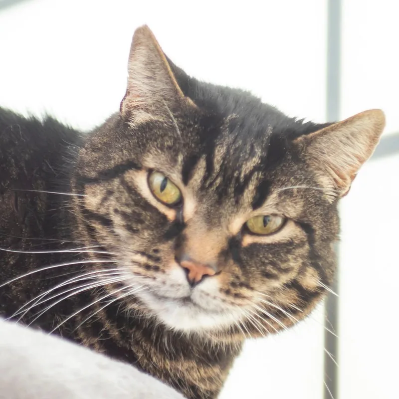 A senior large-sized male Brown / Chocolate Domestic Short Hair cat named Little Guy for adoption in Middletown, RI