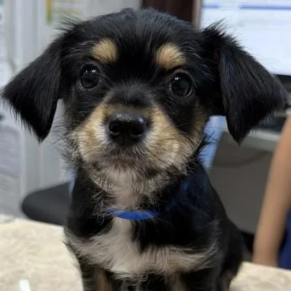 A baby small-sized male Mixed Breed dog named PeptoBismol for adoption in Pleasanton, CA