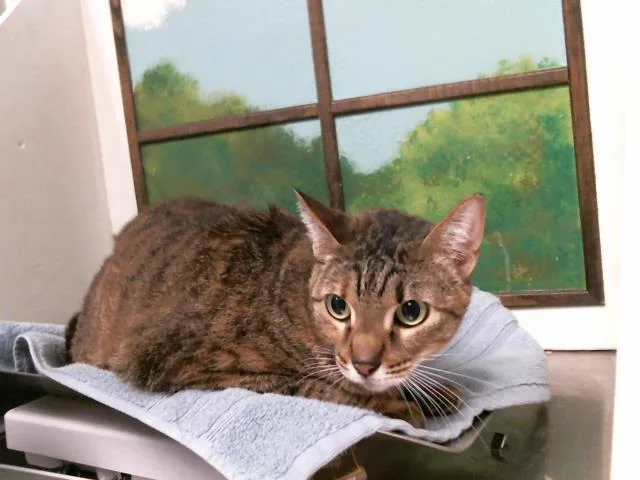 An adult large-sized female Domestic Short Hair cat named Hanna for adoption in Houston, TX