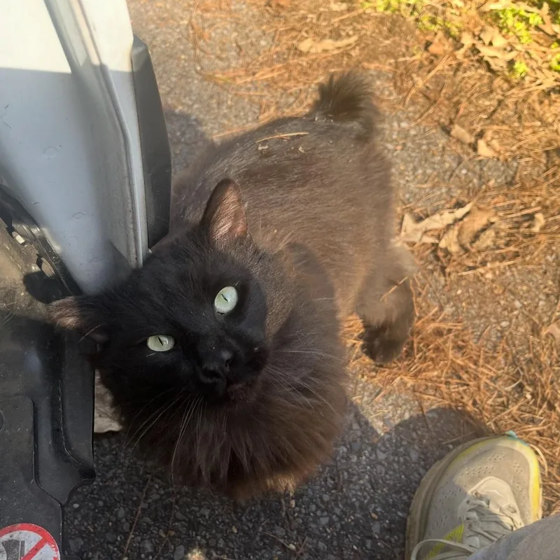 An adult large-sized male Domestic Long Hair cat named Fluffy for adoption in Alexandria, LA
