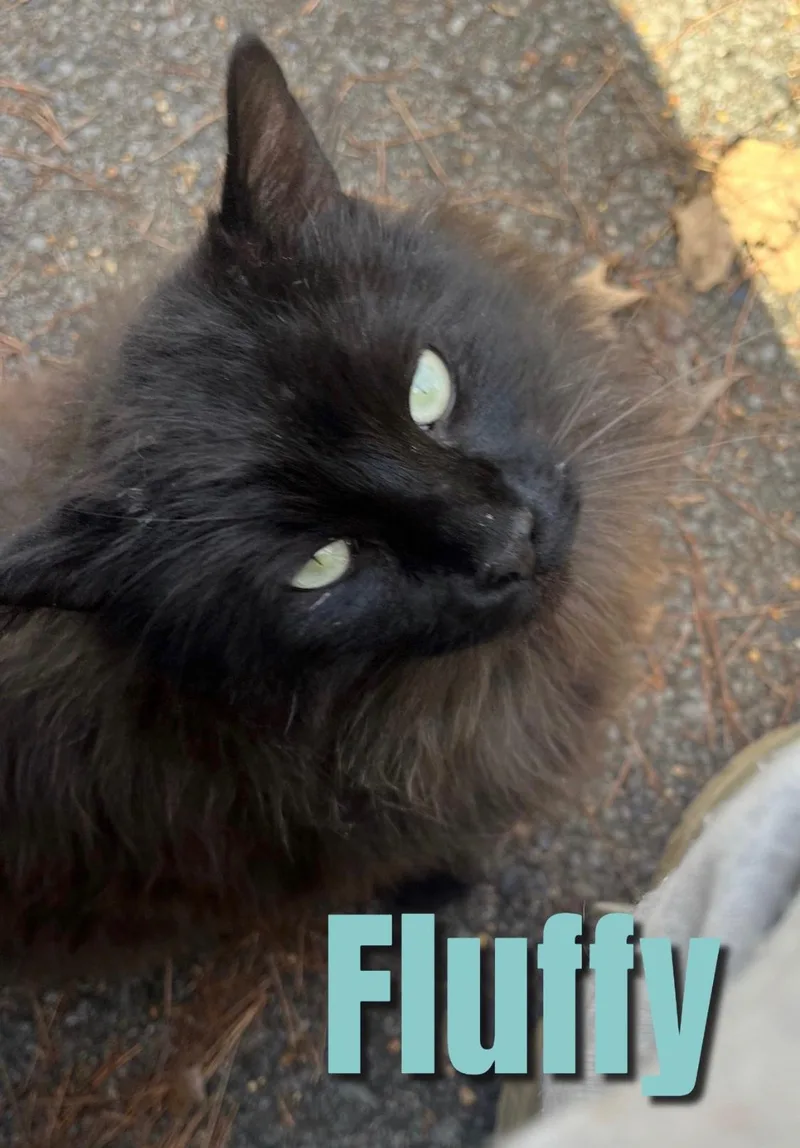 Fluffy thumbnail 6