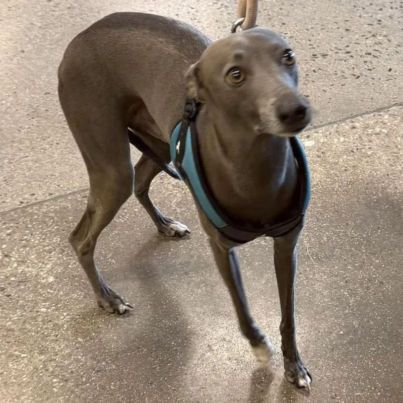 An adult small-sized male Whippet dog named Kero for adoption in Apple Valley, CA