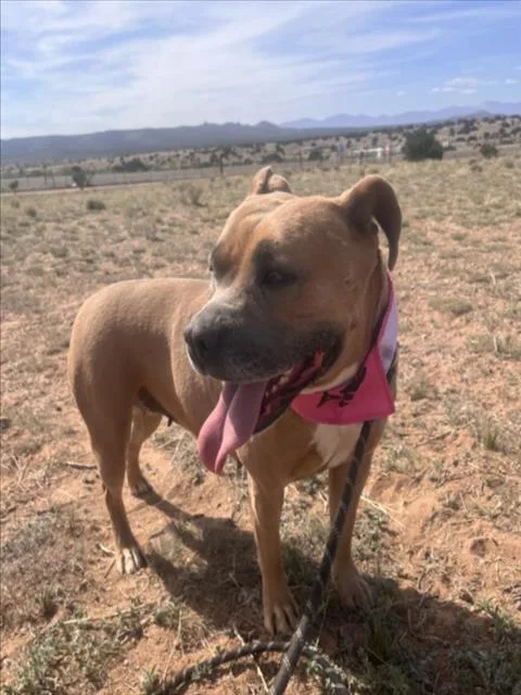 An adult large-sized female Mixed Breed dog named Allegra for adoption in Santa Fe, NM