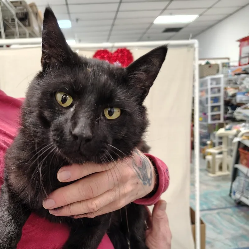 A young medium-sized male Black Domestic Short Hair cat named Forest for adoption in Coos Bay, OR