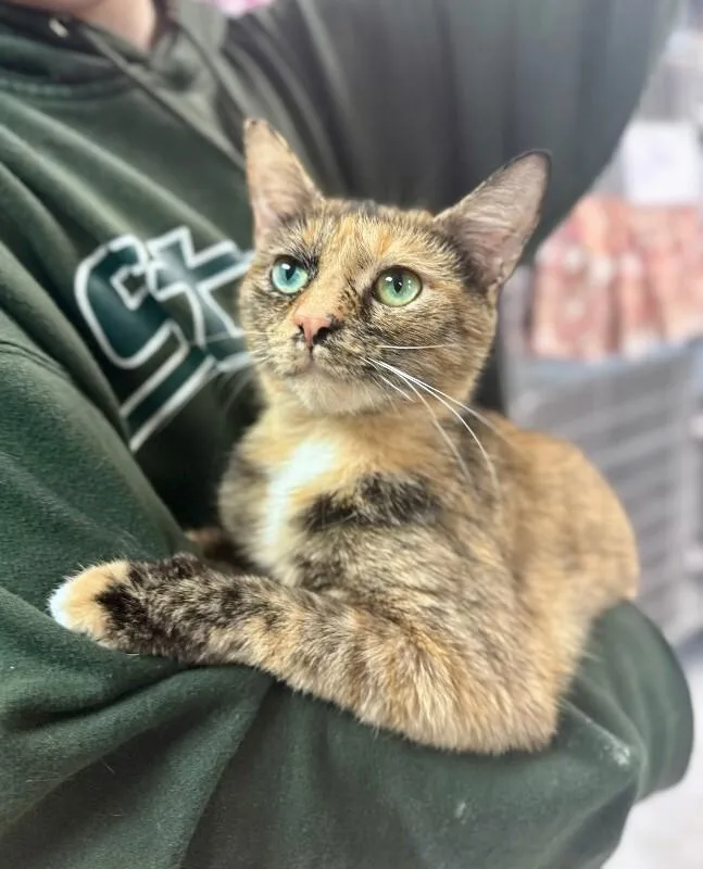 An adult medium-sized female Domestic Short Hair cat named Confetti for adoption in Wooster, OH