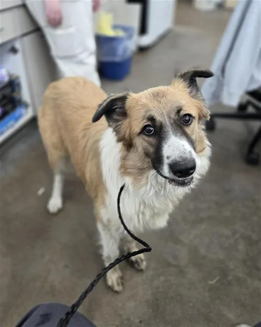 A young large-sized female Mixed Breed dog named Pearl for adoption in Dallas, TX