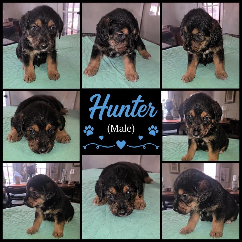Hunter thumbnail 4