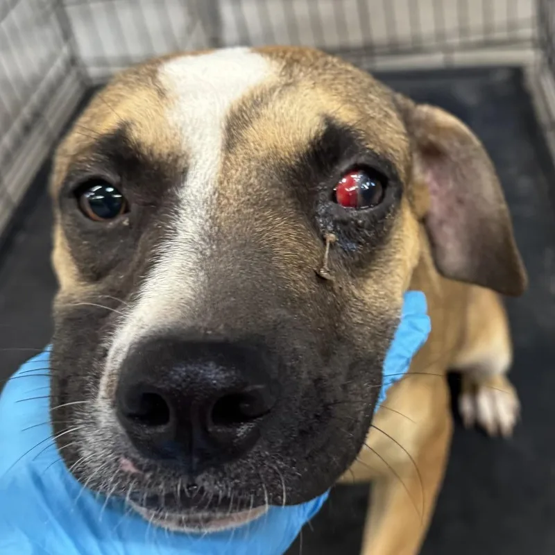 A young medium-sized female Mixed Breed dog named 111557 for adoption in Las Cruces, NM
