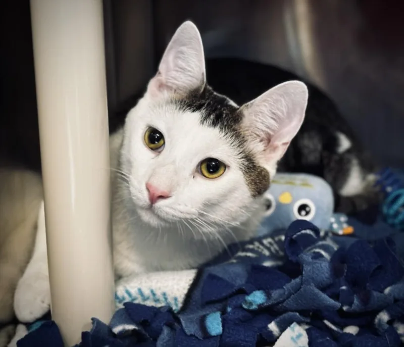 A young medium-sized male Domestic Short Hair cat named Clyde for adoption in Hagerstown, MD