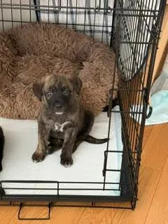A baby medium-sized male Shepherd dog named Burrito  Shepherd litter for adoption in Los Angeles, CA
