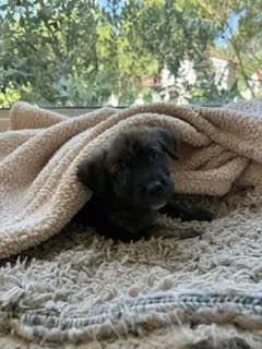 Burrito  Shepherd litter thumbnail 2
