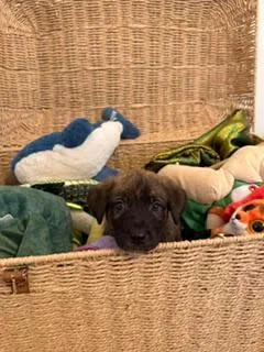 Burrito  Shepherd litter thumbnail 3