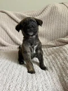 Burrito  Shepherd litter thumbnail 4
