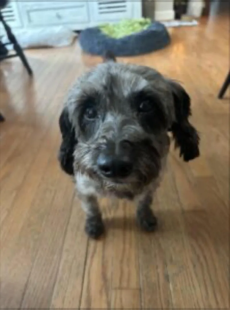 An adult small-sized male Miniature Poodle dog named Preston for adoption in Norfolk, VA
