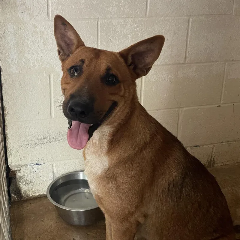 An adult medium-sized male Brown / Chocolate Shepherd dog named Dalton for adoption in Edinburg, TX