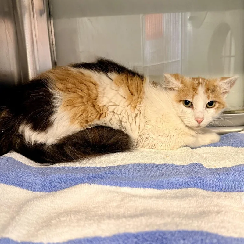 A young medium-sized female Cream / Ivory Domestic Short Hair cat named Annie for adoption in Palm Springs, CA