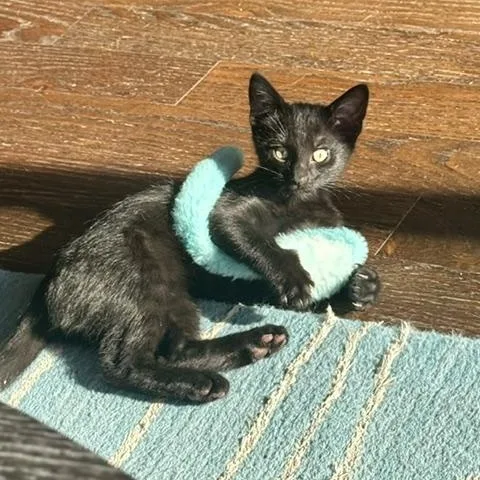 A baby medium-sized female Black Domestic Short Hair cat named Victoria for adoption in Chicago, IL