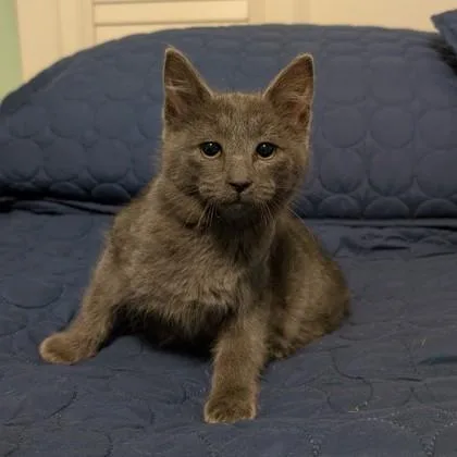 Duke Benjamin Purrington