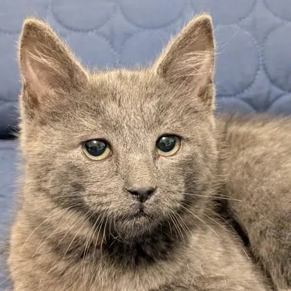 Duke Benjamin Purrington thumbnail 2