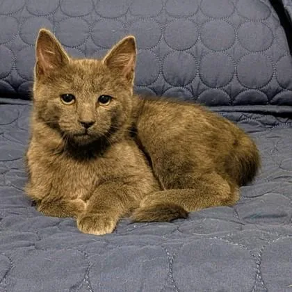 Duke Benjamin Purrington thumbnail 3