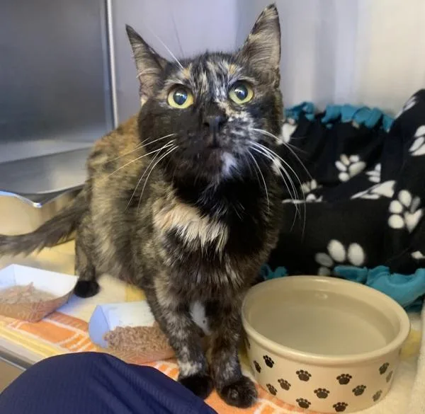 A senior medium-sized female Domestic Medium Hair cat named Maki for adoption in Oakland, CA