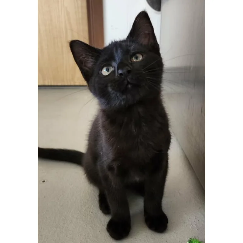 A baby small-sized male Black Domestic Short Hair cat named Stud for adoption in Stoughton, WI
