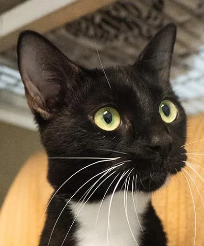 An adult medium-sized female Black & White / Tuxedo Domestic Short Hair cat named Khaleesi for adoption in Encinitas, CA