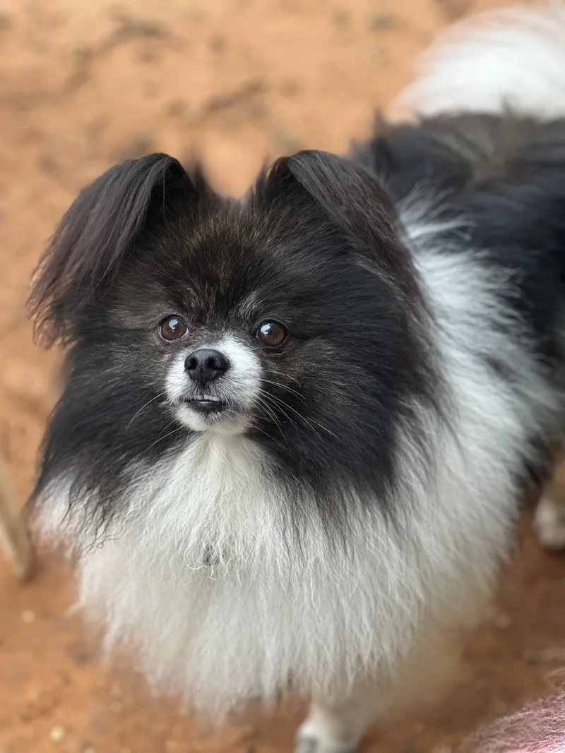An adult small-sized male Pomeranian dog named Frizzle for adoption in Garland, TX