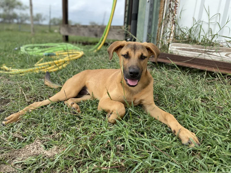 A young medium-sized male Black Mouth Cur dog named Batman for adoption in Johnson City, TX