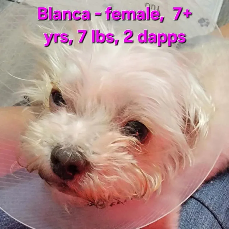 Blanca