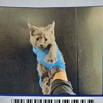A baby small-sized female Gray / Blue / Silver Domestic Short Hair cat named Randa for adoption in Long Beach, CA