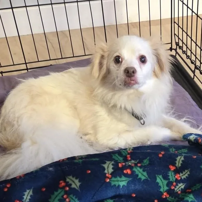 Tenderhearted Toby thumbnail 2