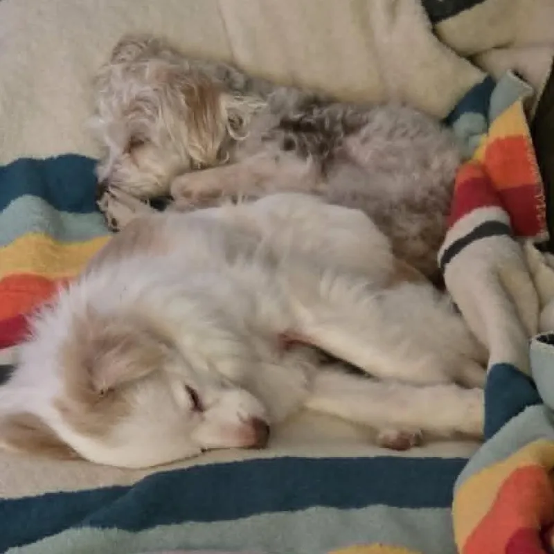 Tenderhearted Toby thumbnail 3